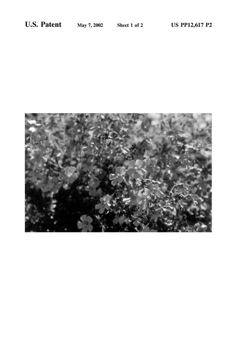 Figure 3 of US plant patent PP12617, the photograph of Yagevi printed in the patent.
