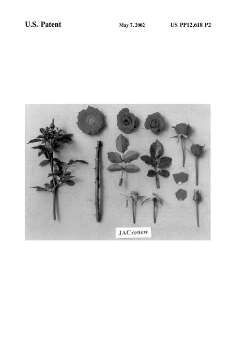 Figure 3 of US plant patent PP12618, the photograph of JACrenew printed in the patent.