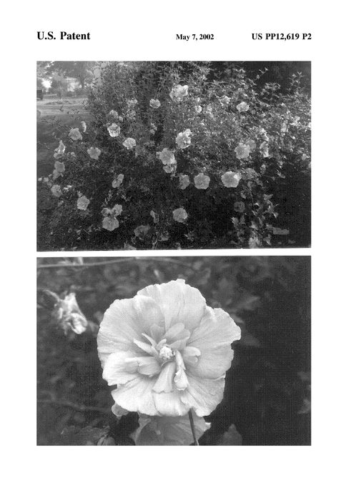 Figure 3 of US plant patent PP12619, the photograph of Notwoodone printed in the patent.