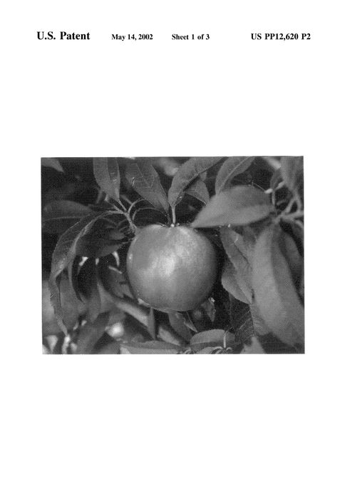 Figure 4 of US plant patent PP12620, the photograph of Bradley printed in the patent.