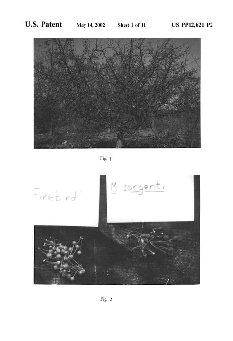 Figure 5 of US plant patent PP12621, the photograph of Select A printed in the patent.
