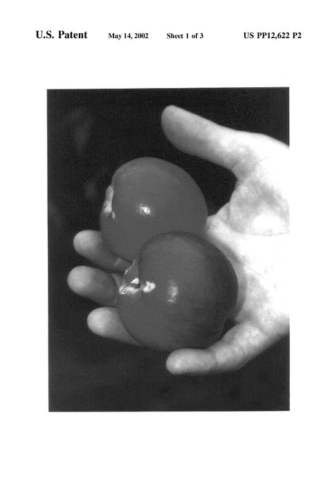 Figure 4 of US plant patent PP12622, the photograph of Westbrook printed in the patent.