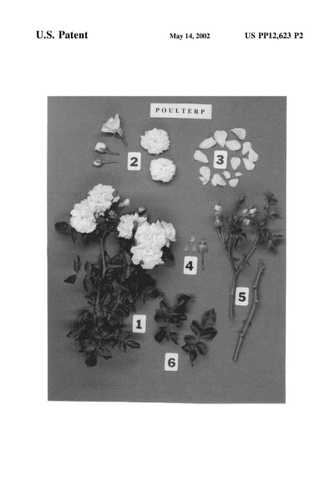 Figure 4 of US plant patent PP12623, the photograph of POULterp printed in the patent.