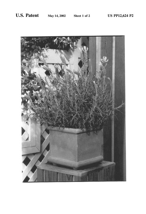 Figure 3 of US plant patent PP12624, the photograph of Bee Cool printed in the patent.