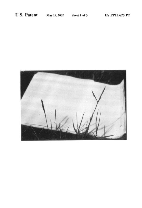 Figure 4 of US plant patent PP12625, the photograph of SEA ISLE 2000 printed in the patent.