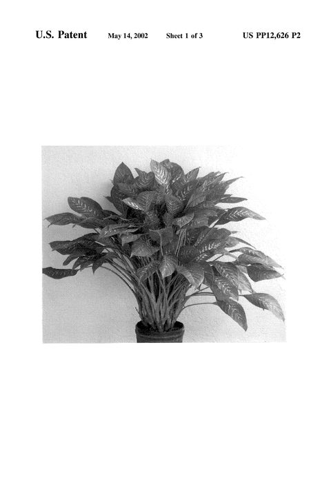 Figure 3 of US plant patent PP12626, the photograph of Bryant Compacta printed in the patent.