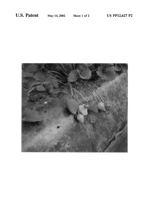 Figure 5 of US plant patent PP12627, the photograph of BG-424 printed in the patent.