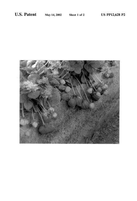 Figure 5 of US plant patent PP12628, the photograph of BG269 printed in the patent.