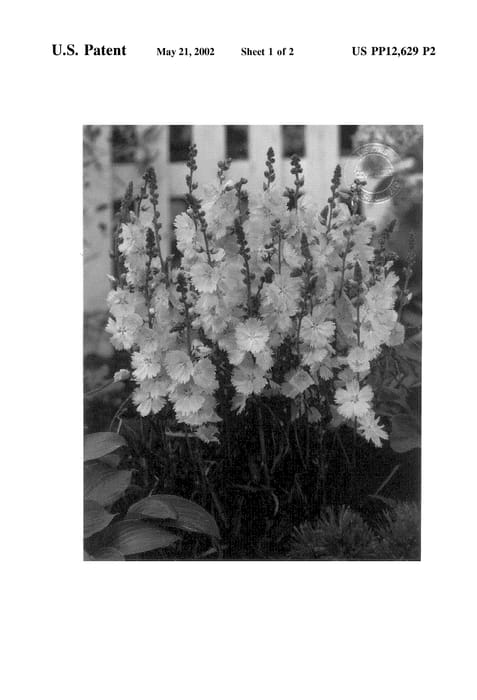 Figure 3 of US plant patent PP12629, the photograph of Little Princess printed in the patent.
