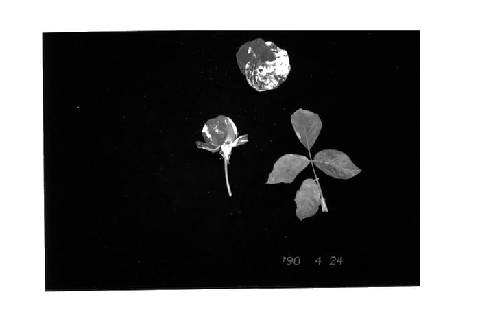 Figure 1 of US plant patent PP12630, the photograph of Win PTIG printed in the patent.