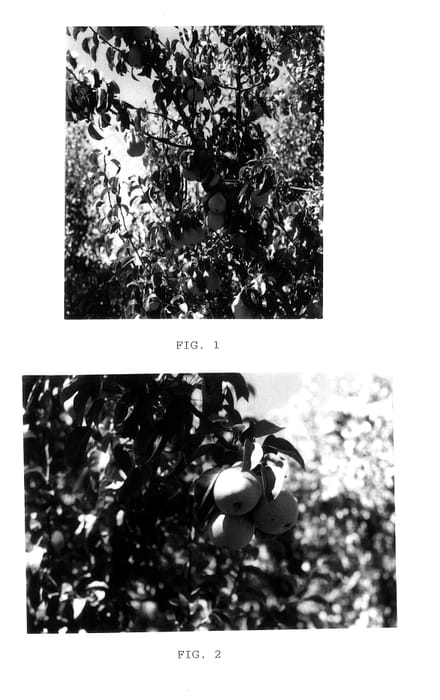 Figure 1 of US plant patent PP12631, the photograph of Banjo printed in the patent.