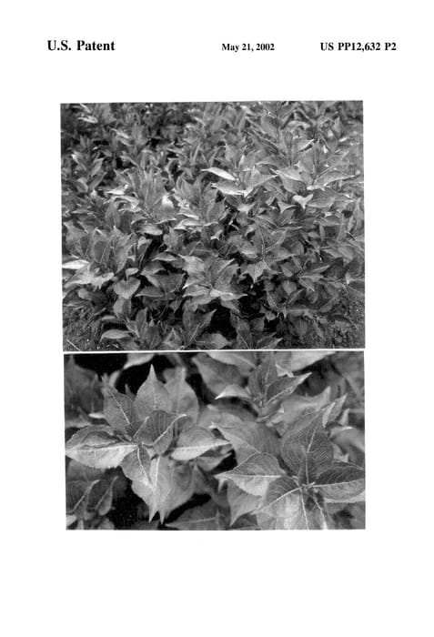 Figure 3 of US plant patent PP12632, the photograph of Ruby Queen printed in the patent.