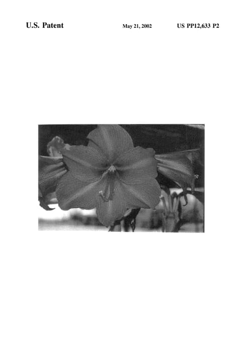 Figure 3 of US plant patent PP12633, the photograph of Rio printed in the patent.