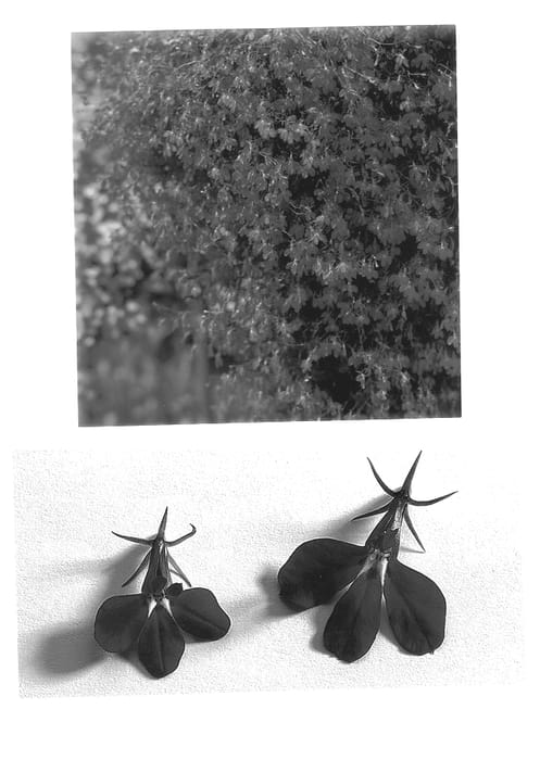 Figure 1 of US plant patent PP12634, the photograph of Weslobigblue printed in the patent.