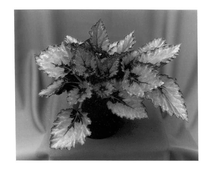 Figure 1 of US plant patent PP12635, the photograph of Mini Miami printed in the patent.