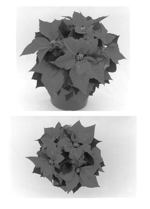 Figure 1 of US plant patent PP12636, the photograph of Eckaddie printed in the patent.