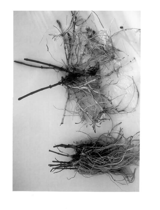 Figure 2 of US plant patent PP12637, the photograph of Miss Manners printed in the patent.