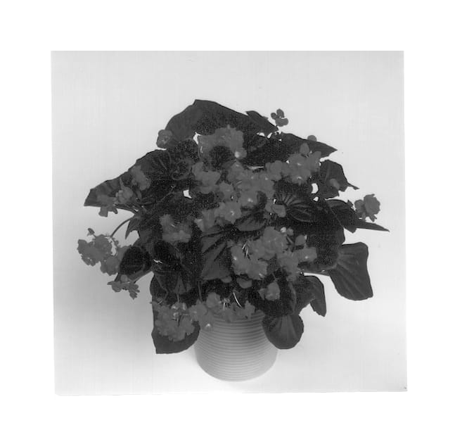 Figure 1 of US plant patent PP12638, the photograph of Doublet Red printed in the patent.