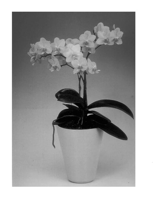 Figure 1 of US plant patent PP12639, the photograph of Anthura Gold printed in the patent.