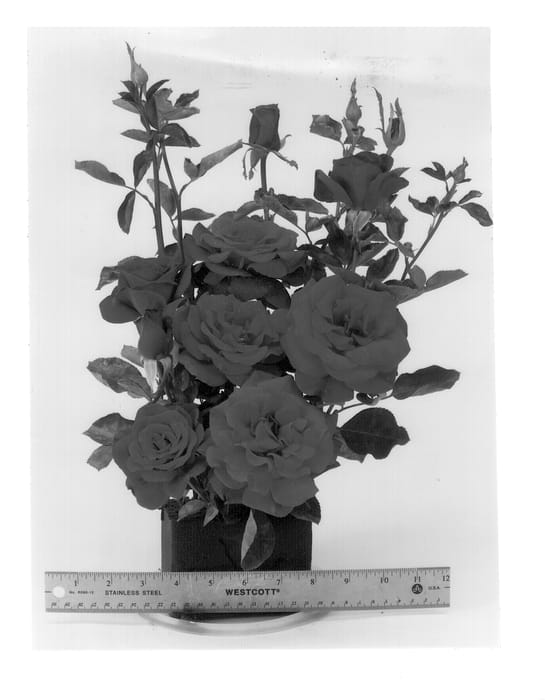 Figure 1 of US plant patent PP12640, the photograph of WEKbipupois printed in the patent.