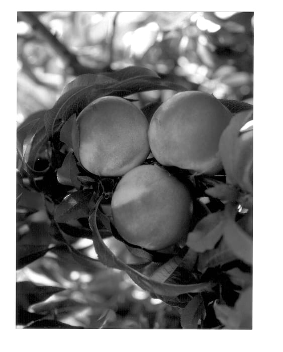 Figure 1 of US plant patent PP12641, the photograph of Arrington printed in the patent.