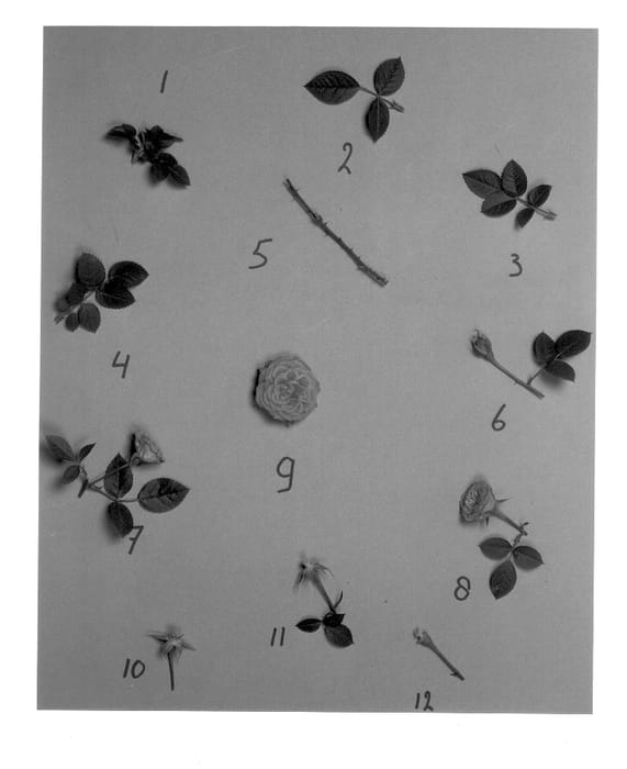 Figure 1 of US plant patent PP12642, the photograph of Ruiabri printed in the patent.