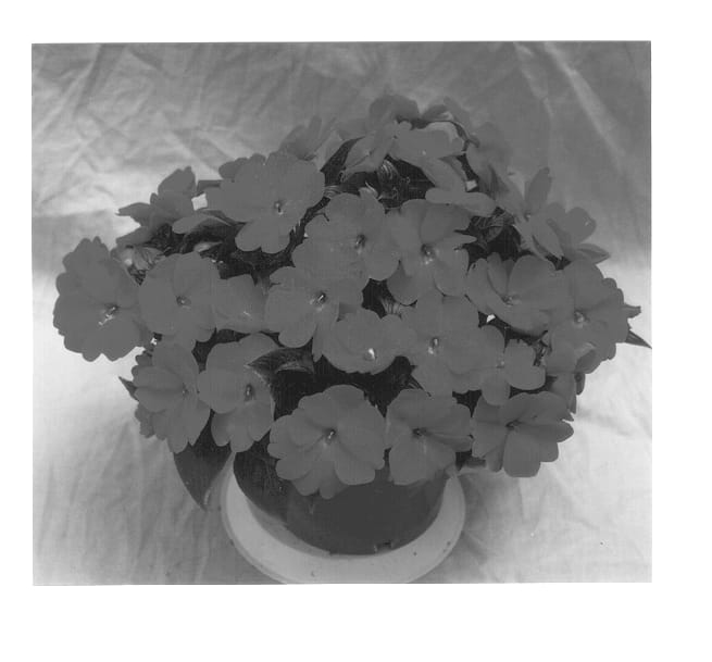 Figure 1 of US plant patent PP12643, the photograph of Applause Red printed in the patent.