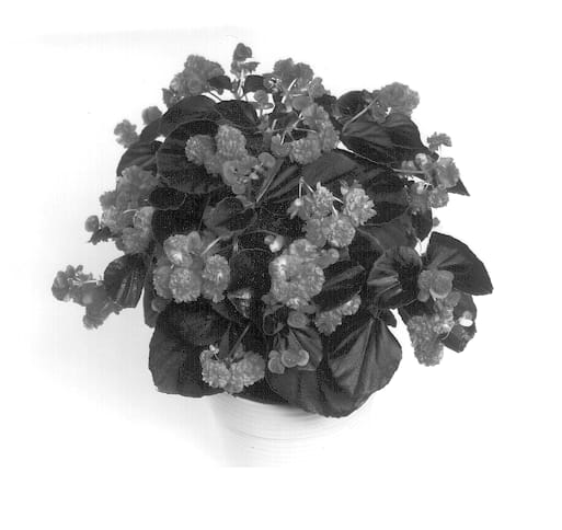 Figure 1 of US plant patent PP12644, the photograph of Doublet Rose printed in the patent.