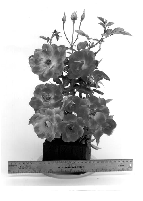 Figure 1 of US plant patent PP12645, the photograph of PRObril printed in the patent.