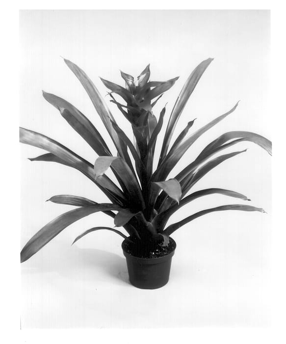 Figure 1 of US plant patent PP12646, the photograph of GUZ 227 printed in the patent.