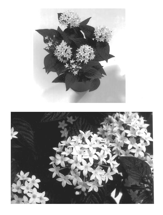 Figure 1 of US plant patent PP12647, the photograph of Polaris printed in the patent.