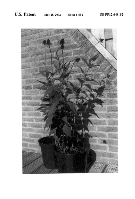 Figure 3 of US plant patent PP12648, the photograph of Black Beauty printed in the patent.