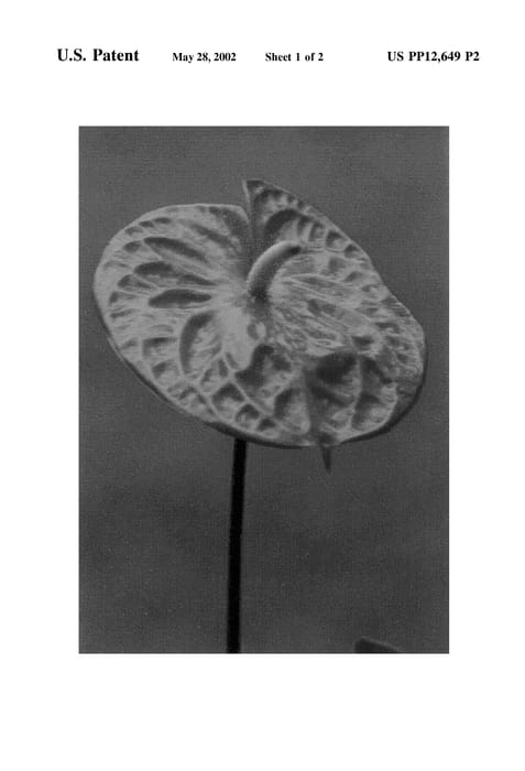 Figure 3 of US plant patent PP12649, the photograph of Melody printed in the patent.