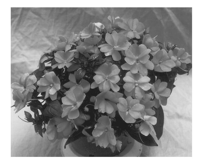 Figure 1 of US plant patent PP12650, the photograph of Applause Lavender printed in the patent.