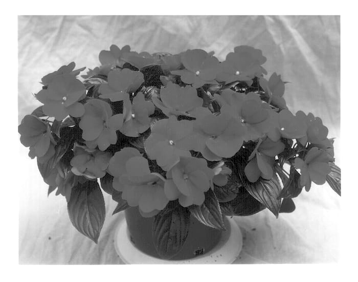 Figure 1 of US plant patent PP12651, the photograph of Applause Purple printed in the patent.