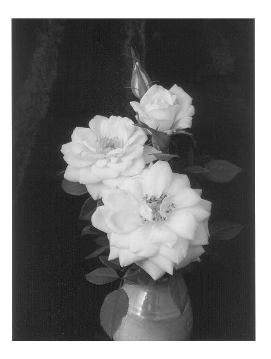 Figure 1 of US plant patent PP12652, the photograph of SAVacon printed in the patent.