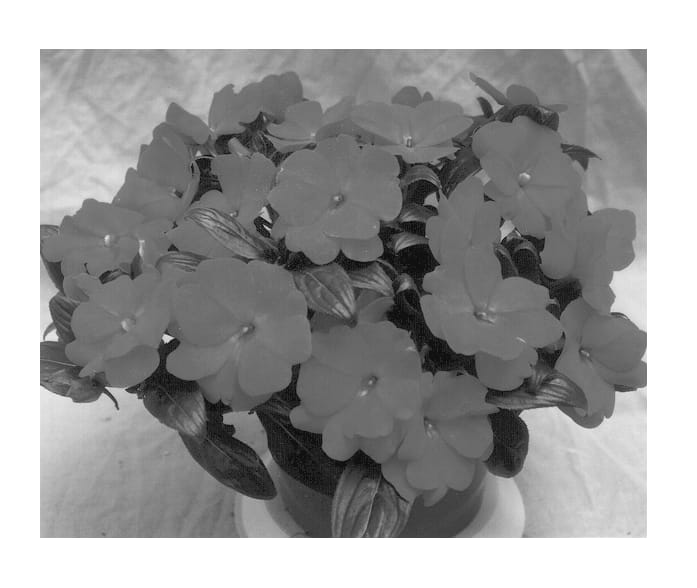 Figure 1 of US plant patent PP12653, the photograph of Applause Rose printed in the patent.