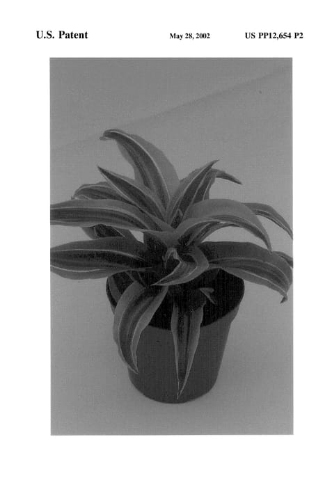 Figure 3 of US plant patent PP12654, the photograph of Lemon Surprise printed in the patent.
