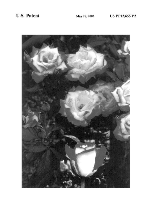 Figure 3 of US plant patent PP12655, the photograph of Magic Beauty printed in the patent.
