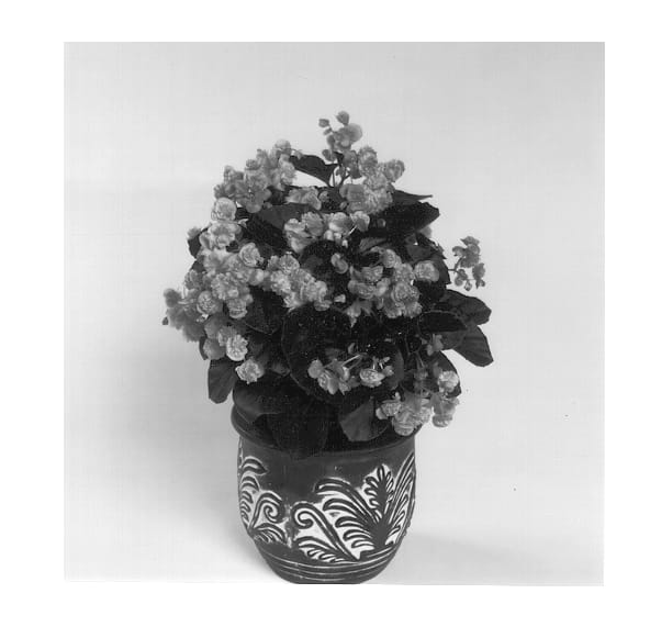 Figure 1 of US plant patent PP12656, the photograph of Doublet Pink printed in the patent.