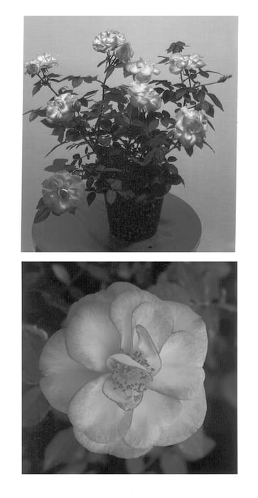 Figure 1 of US plant patent PP12657, the photograph of Ruiovat printed in the patent.
