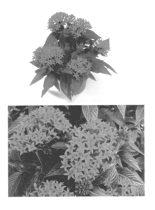 Figure 1 of US plant patent PP12658, the photograph of Mars printed in the patent.
