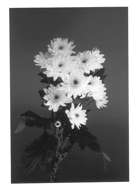 Figure 1 of US plant patent PP12659, the photograph of Eurobelle printed in the patent.