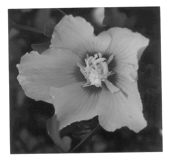 Figure 1 of US plant patent PP12660, the photograph of Mathilde printed in the patent.