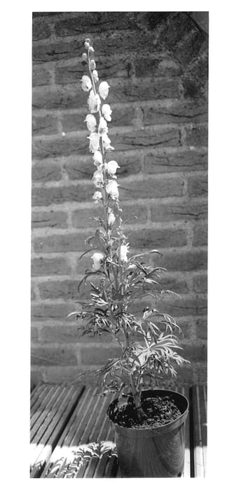 Figure 1 of US plant patent PP12661, the photograph of Pink Sensation printed in the patent.