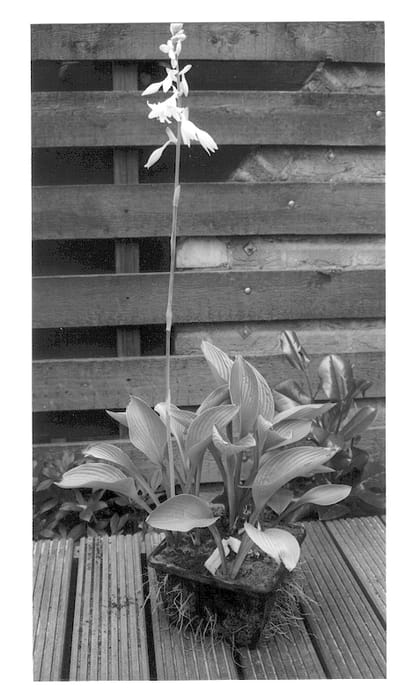 Figure 1 of US plant patent PP12662, the photograph of White Triumphator printed in the patent.