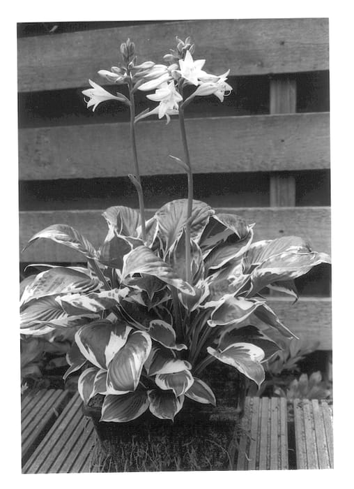 Figure 1 of US plant patent PP12663, the photograph of Karin printed in the patent.