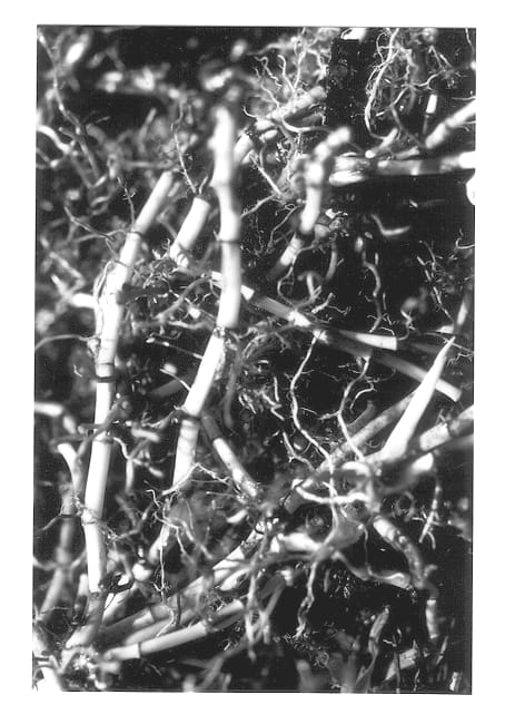 Figure 1 of US plant patent PP12665, the photograph of Sea Isle 1 printed in the patent.