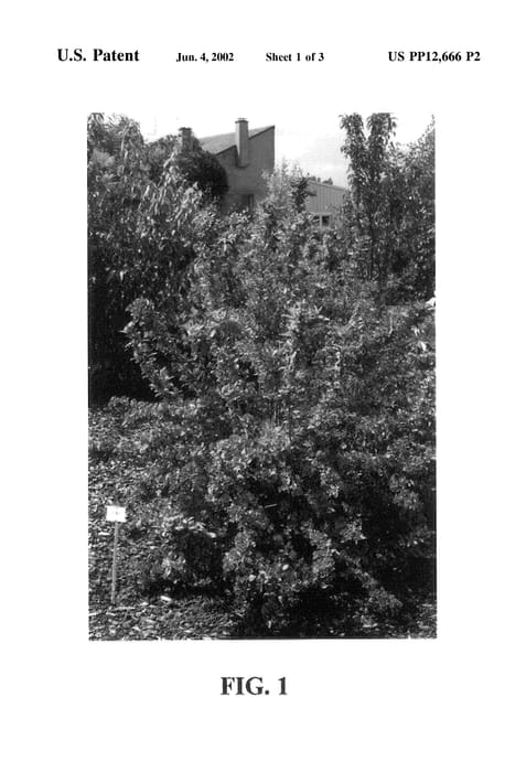 Figure 3 of US plant patent PP12666, the photograph of Brigela printed in the patent.