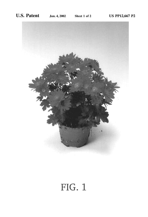 Figure 3 of US plant patent PP12667, the photograph of Robson printed in the patent.
